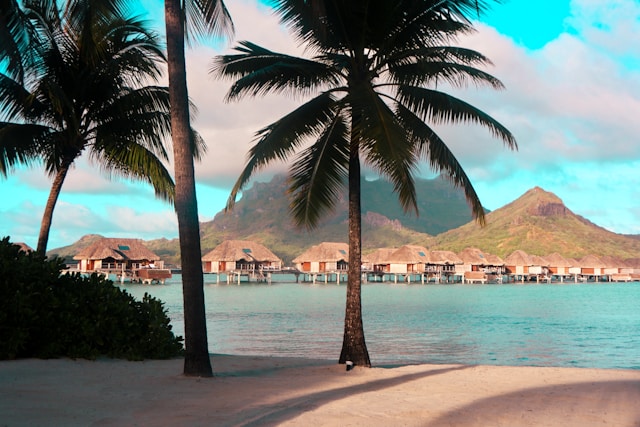 A palm tree on the island with a background of the ocean.